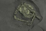 Pyritized Triarthrus Trilobites With Legs & Brittle Star - New York #280057-1